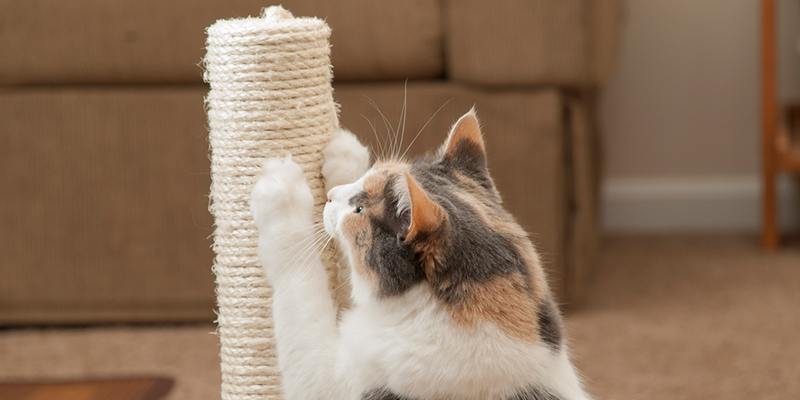 Protecting Your Sofas When You have Furry Friends 